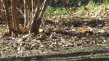 Red-breasted Flycatcher foraging on the ground