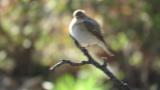 Red-breasted Flycatcher