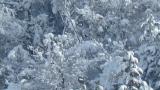 Steller's Sea Eagle in snowy environment