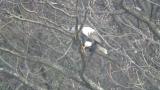 Steller's Sea Eagle, beak cleaning and wing flapping
