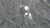 Steller's Sea Eagle, beak cleaning