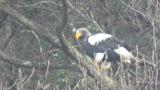 Steller's Sea Eagle, eating fish and beak cleaning