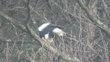 Steller's Sea Eagle eating fish
