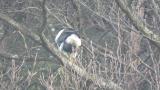 Steller's Sea Eagle eating fish