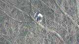 Steller's Sea Eagle eating fish
