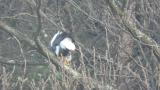 Steller's Sea Eagle eating fish