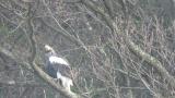 Steller's Sea Eagle started eating fish paying attention to other birds