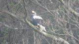 Steller's Sea Eagle with prey, reaction to Black Kite