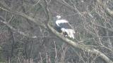 Steller's Sea Eagle with prey, reaction to Black Kite with call