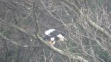 Steller's Sea Eagle started eating fish