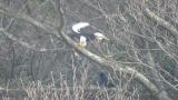 Steller's Sea Eagle eating fish