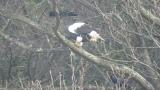 Steller's Sea Eagle eating fish