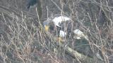 Steller's Sea Eagle eating fish (Jungle Crow watching)
