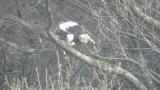 Steller's Sea Eagle eating fish