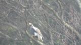 Steller's Sea Eagle eating fish after resting