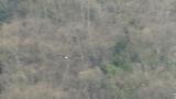 Steller's Sea Eagle flight for hunting