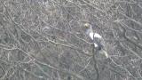 Steller's Sea Eagle took flight after eating