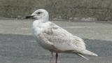 Glaucous-winged Gull