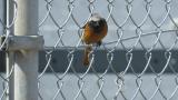 Daurian Redstart, subsong