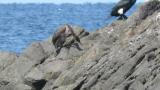 Japanese Cormorants, defecation and preening