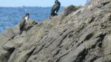 Japanese Cormorants, preening