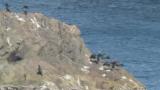 Japanese Cormorants, sunbathing