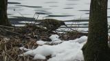 White's Thrush, foraging by moving the body