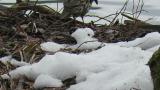 White's Thrush, foraging by moving the body