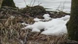 Foraging White's Thrush