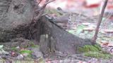 Taiga Flycatcher avoiding strong wind
