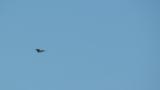 Peregrine Falcon in flight