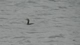 Black-throated Loon eating fish