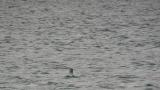 Black-throated Loon, diving