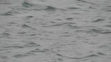 Black-throated Loon, diving