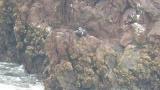 Harlequin Duck resting on rock