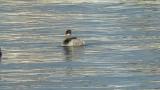 Black-necked Grebes, preening