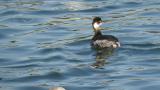 Black-necked Grebe, preening