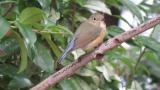 Red-flanked Bluetail
