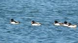 Common Shelducks took flight