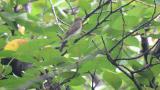 Female or juvenile Narcissus Flycatcher