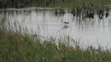Foraging Black-winged Stilt