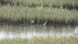 Foraging Black-winged Stilts