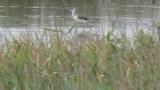 Foraging Black-winged Stilts