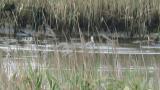 Black-winged Stilt, bathing and preening