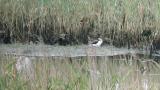 Black-winged Stilt, preening