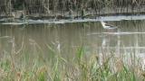 Foraging Black-winged Stilt