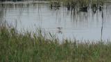 Foraging Black-winged Stilt