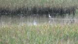 Foraging Black-winged Stilt, flight at the end