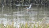 Foraging Black-winged Stilt