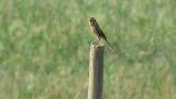 Calling Bull-headed Shrike